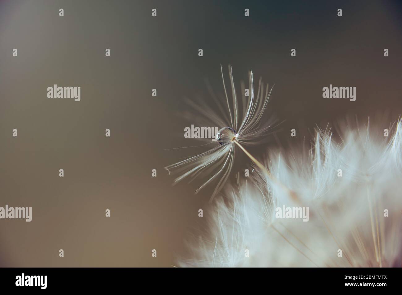 A water droplet on a dandelion seed Stock Photo