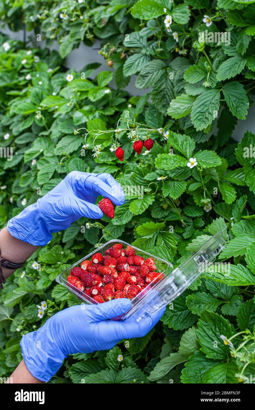 Hands picking ripe wild strawberries Stock Photo - Alamy