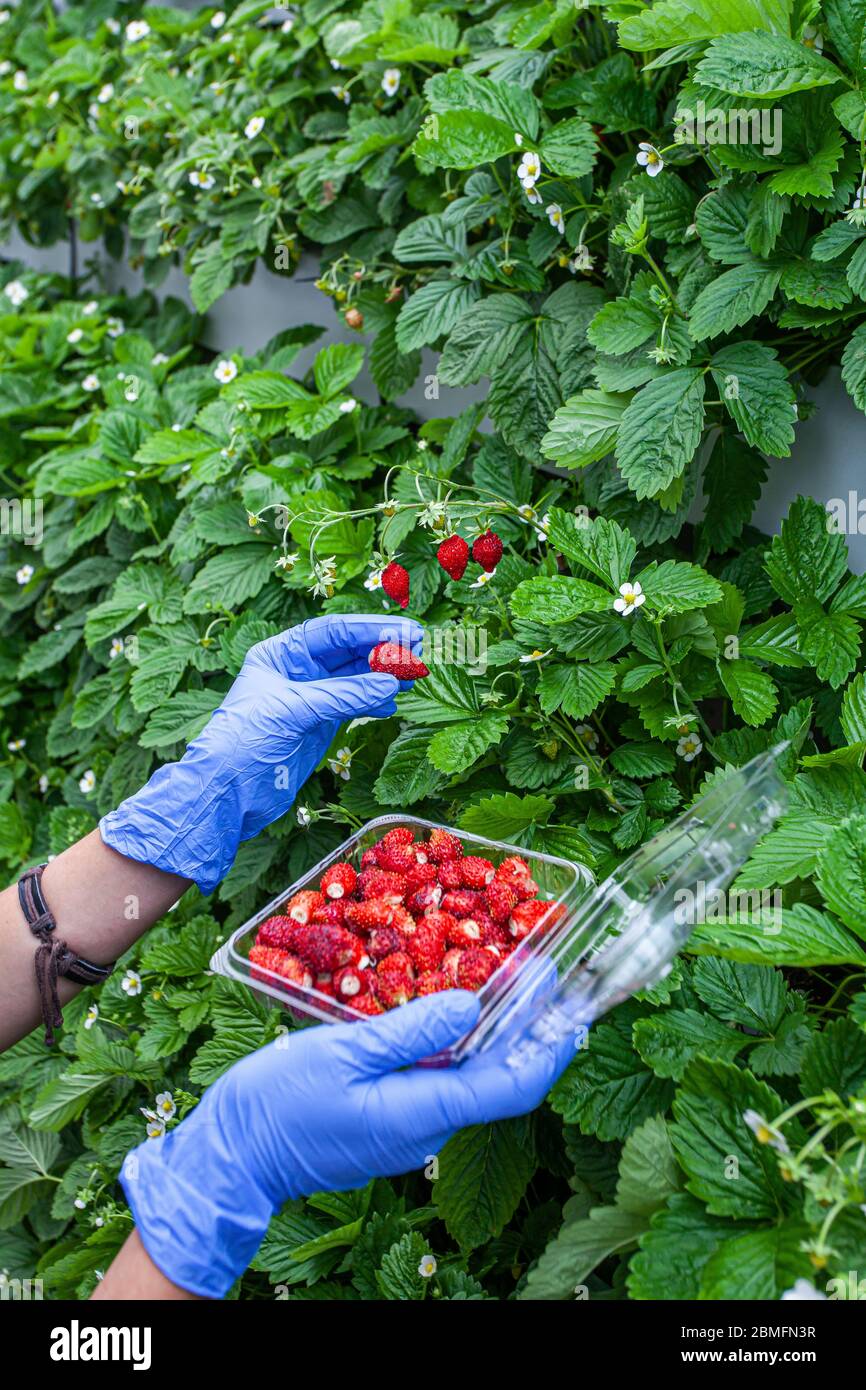 Hands picking ripe wild strawberries Stock Photo - Alamy