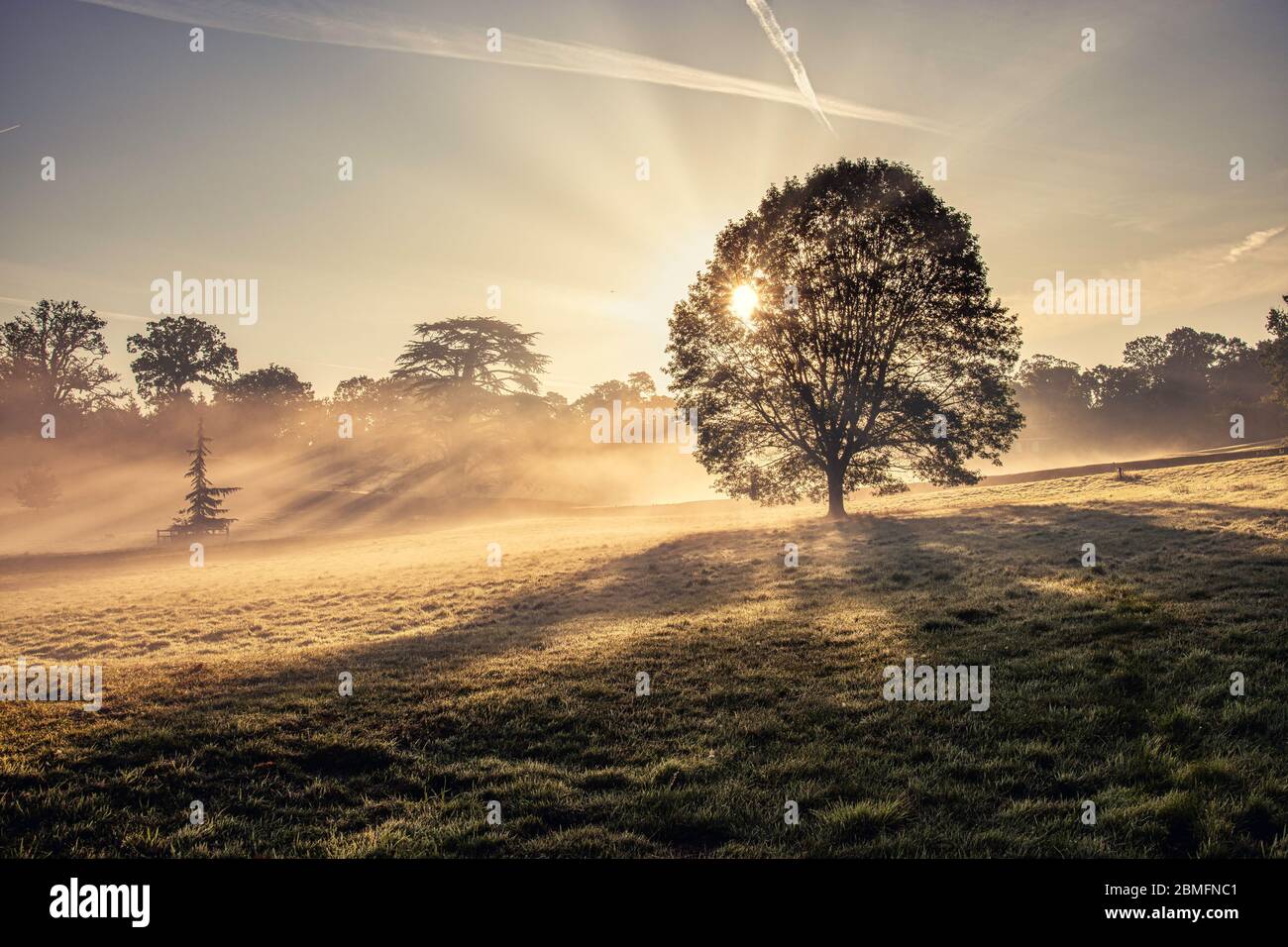 Sun beams shining through the branches of a single tree on a misty ...