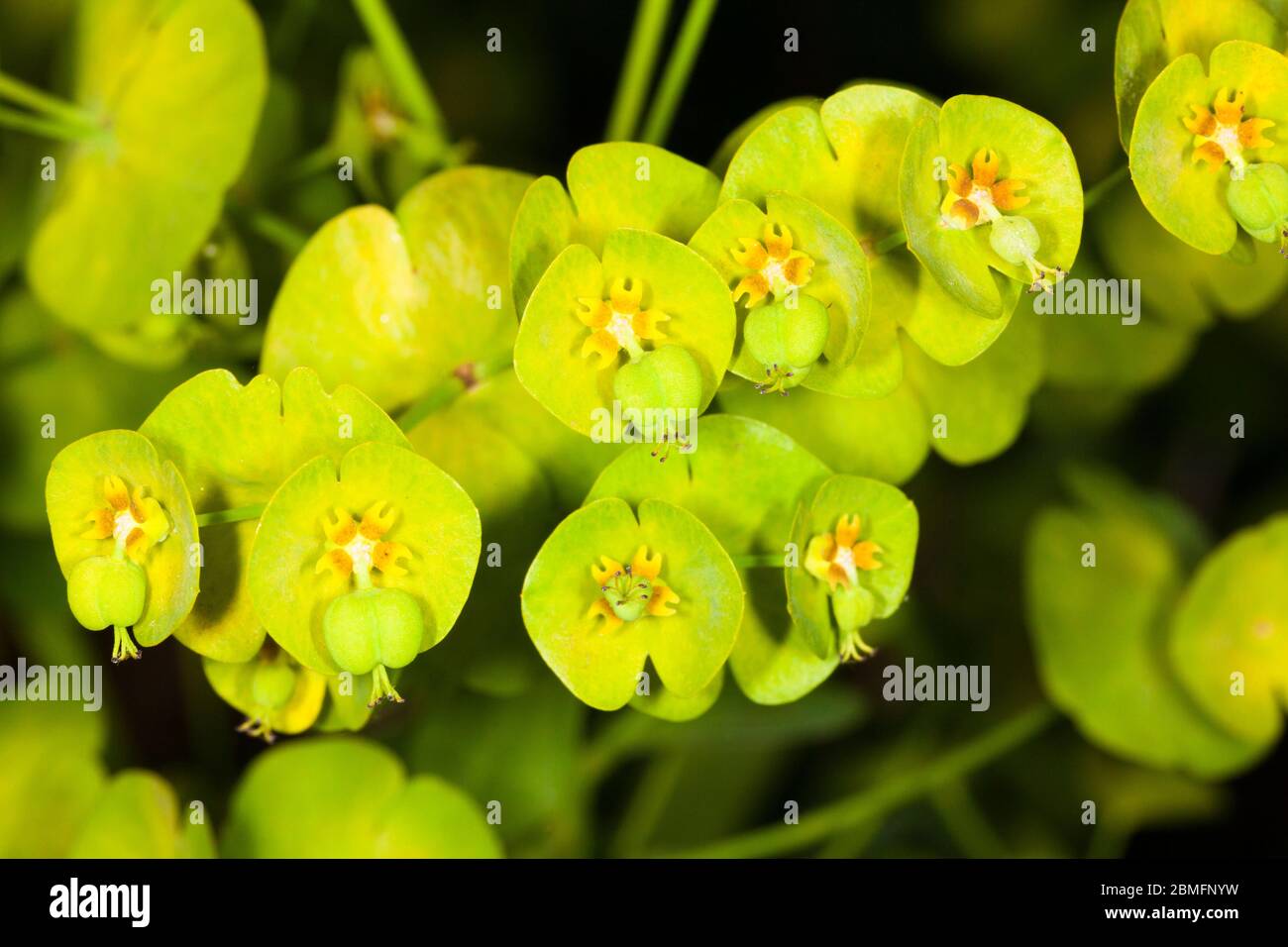 Wood spurge (Euphorbia amygdaloides), Kent, UK, spring. Stock Photo
