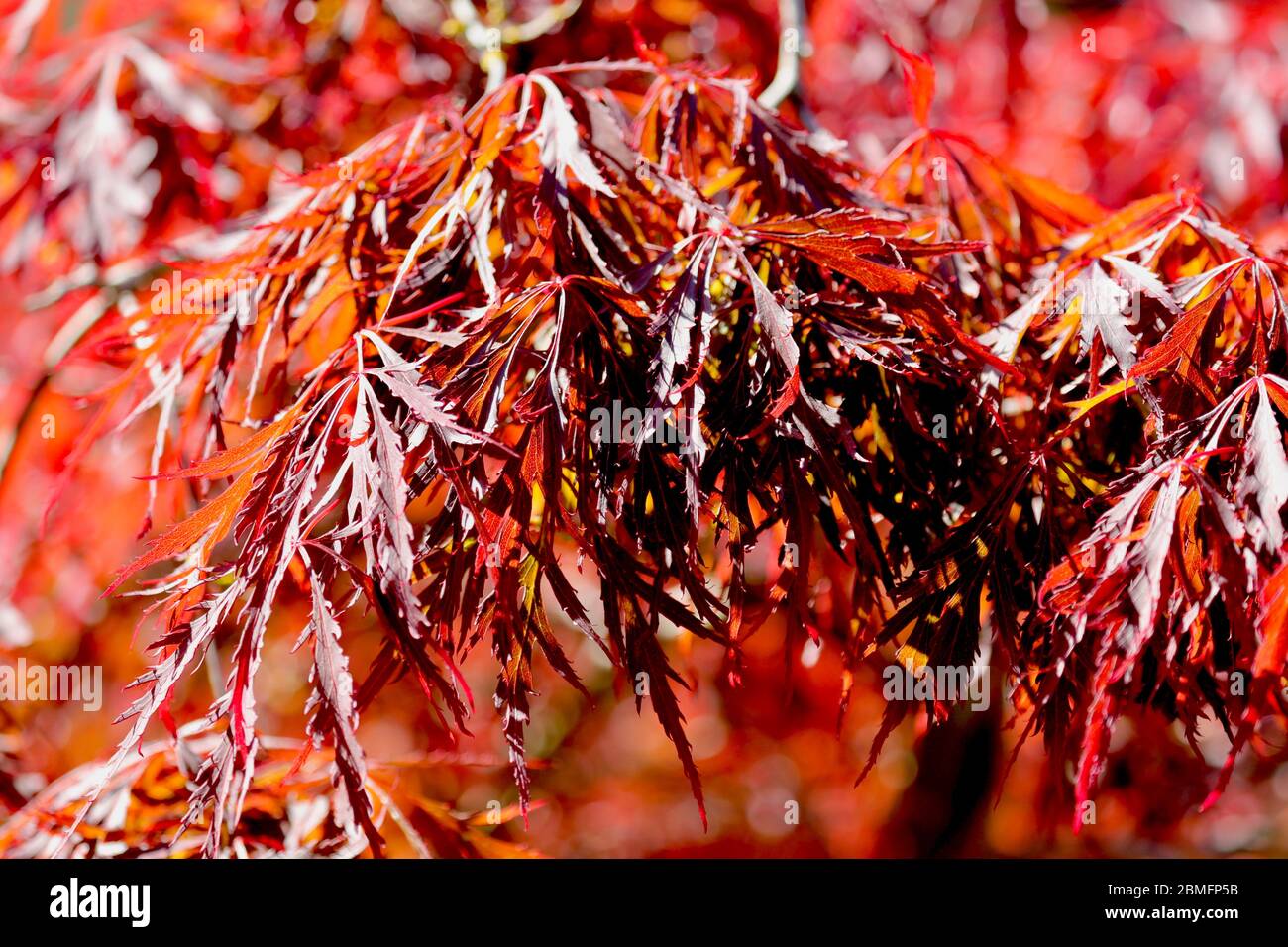 Acer palmatum ‘Inaba-shidare’ Stock Photo