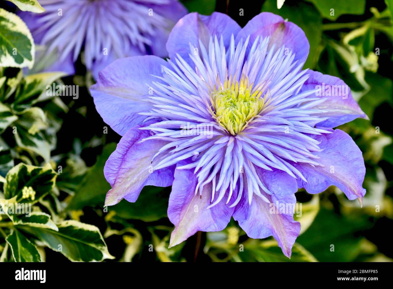 Clematis ‘Crystal Fountain’ Stock Photo
