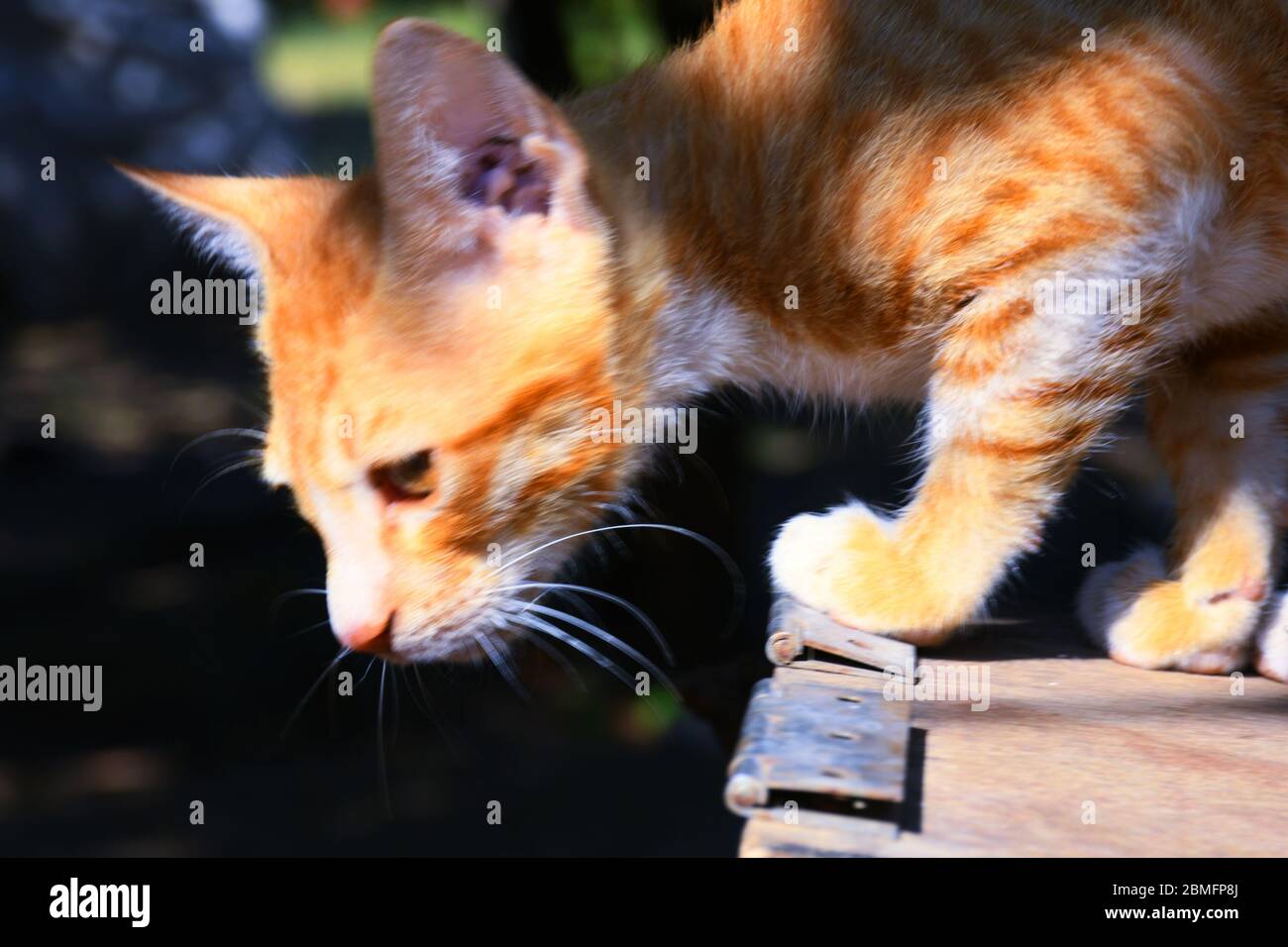 Cute animal faces hi-res stock photography and images - Alamy Cute animal faces hi-res stock photography and images - Alamy
