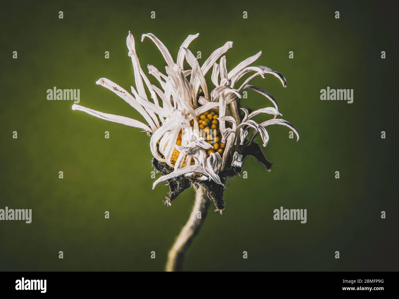 A single dying daisy flower Stock Photo