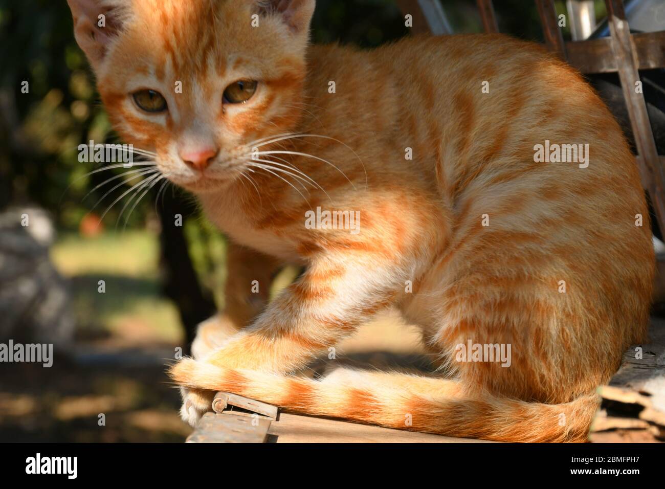 Beautiful Cat, Pat Animal at Kutch, Gujarat India Stock Photo - Alamy