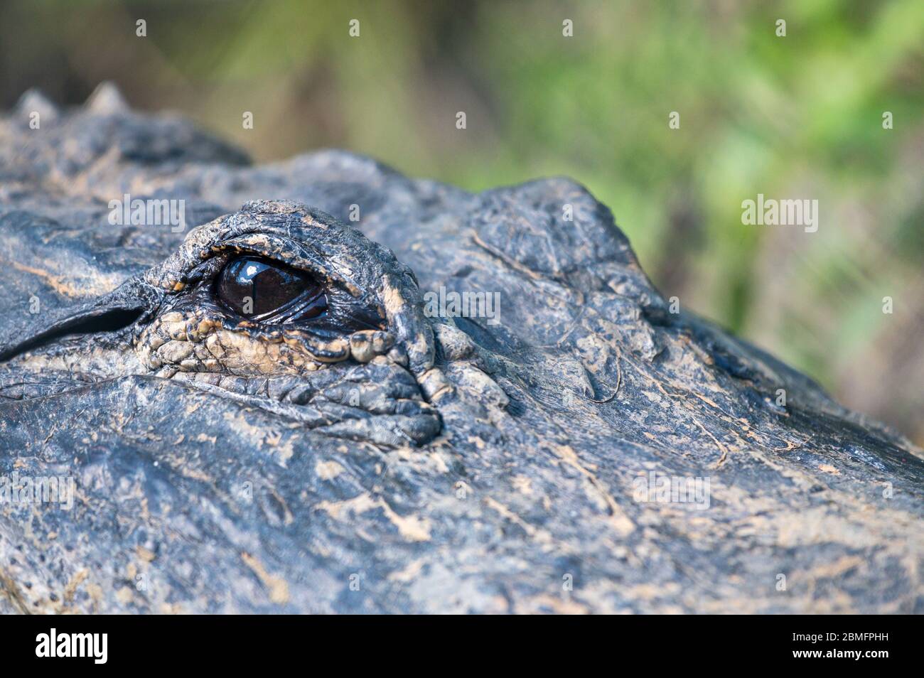 American alligator (Alligator mississippiensis) on ground in Everglades National Park, Florida, USA Stock Photo