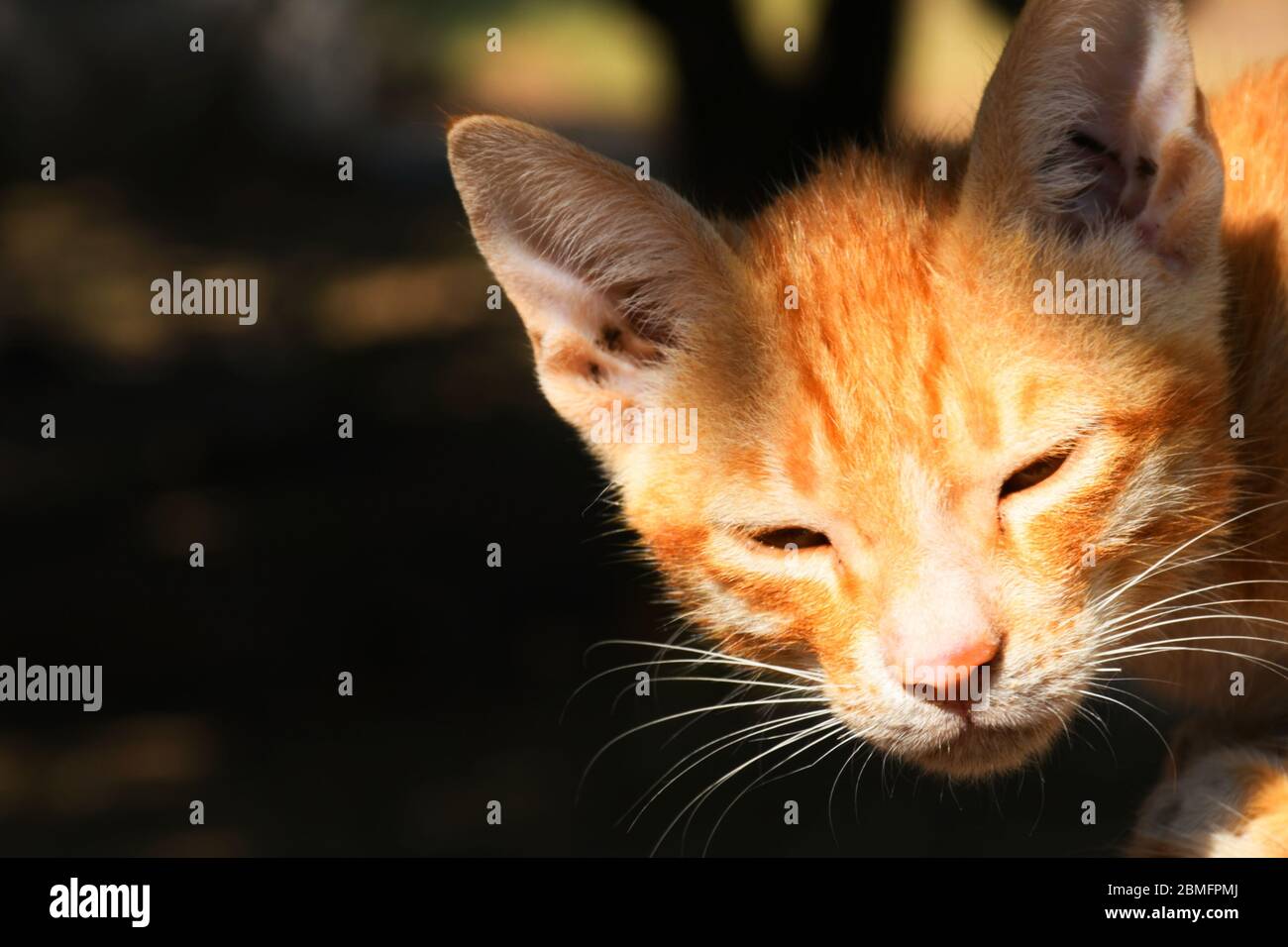 Beautiful Cat, Pat Animal at Kutch, Gujarat India Stock Photo - Alamy