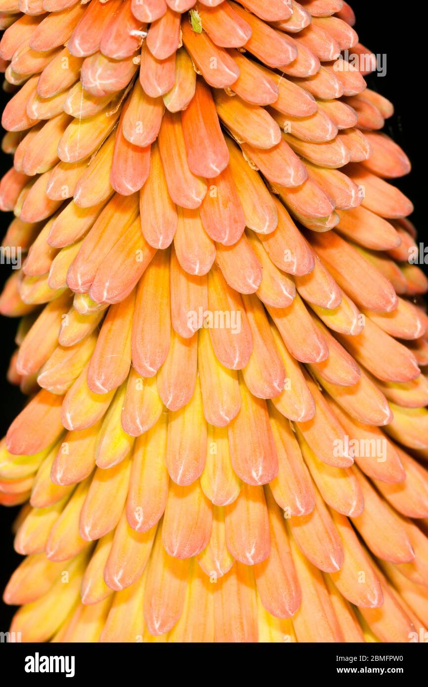 Red-hot poker (Kniphofia sp.) about to come into flower, garden, London, UK, spring. Stock Photo