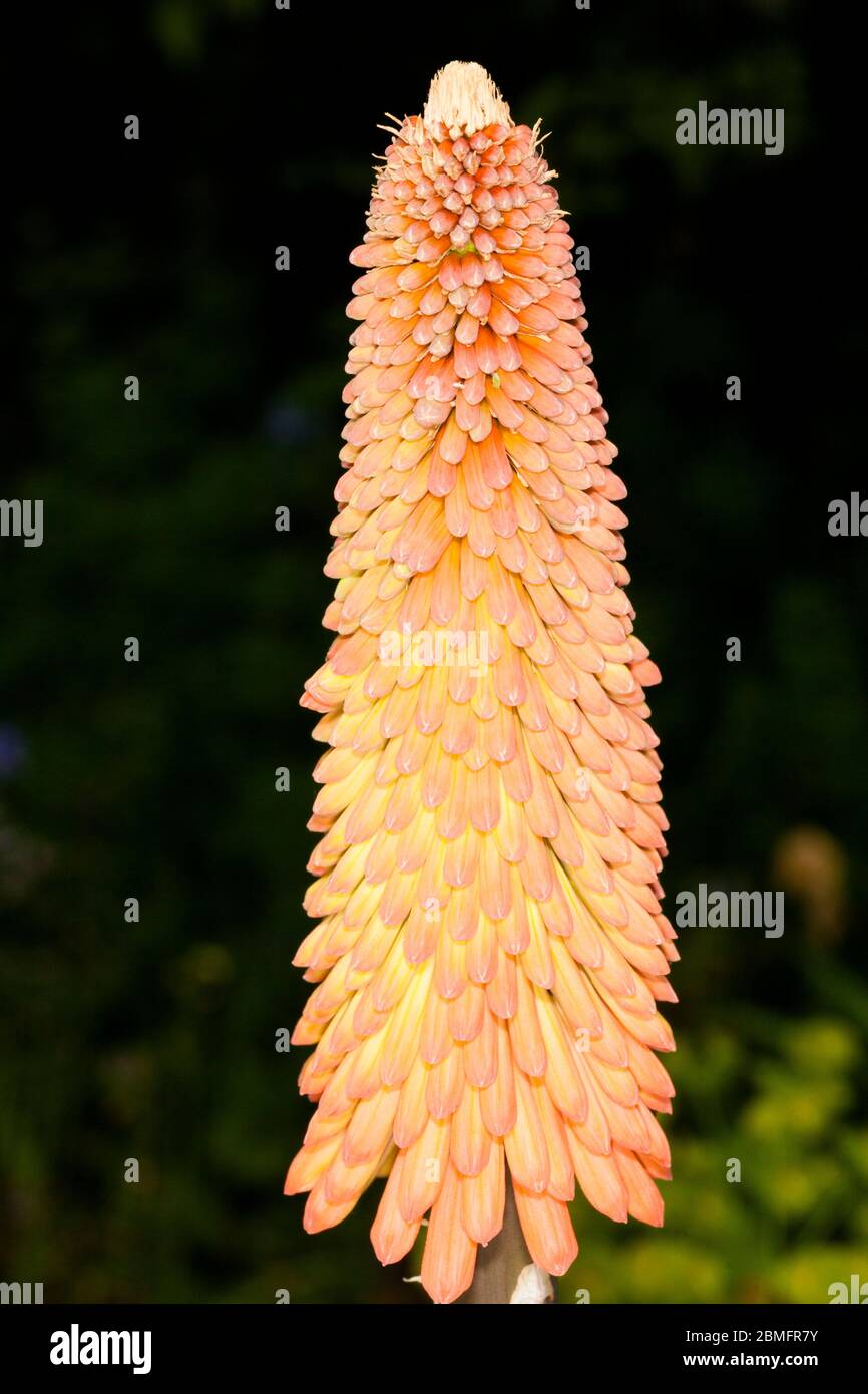 Red-hot poker (Kniphofia sp.) about to come into flower, garden, London, UK, spring. Stock Photo