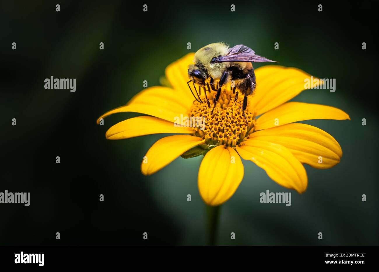 A bumble bee arched over and intensely feeding on a bright yellow flower Stock Photo