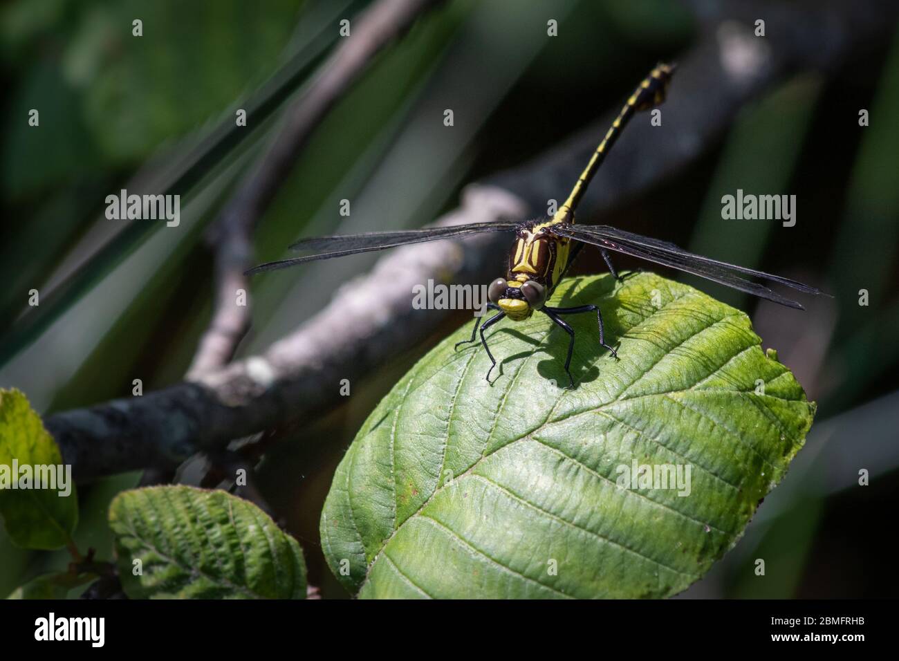 American Emerald dragonfly stands its ground on a leaf in a wooded glen