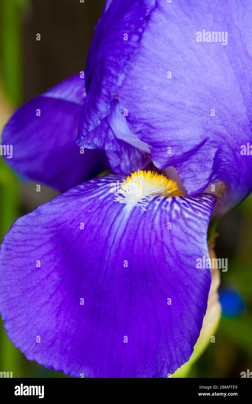 Blue iris flower, garden, London, spring. Stock Photo