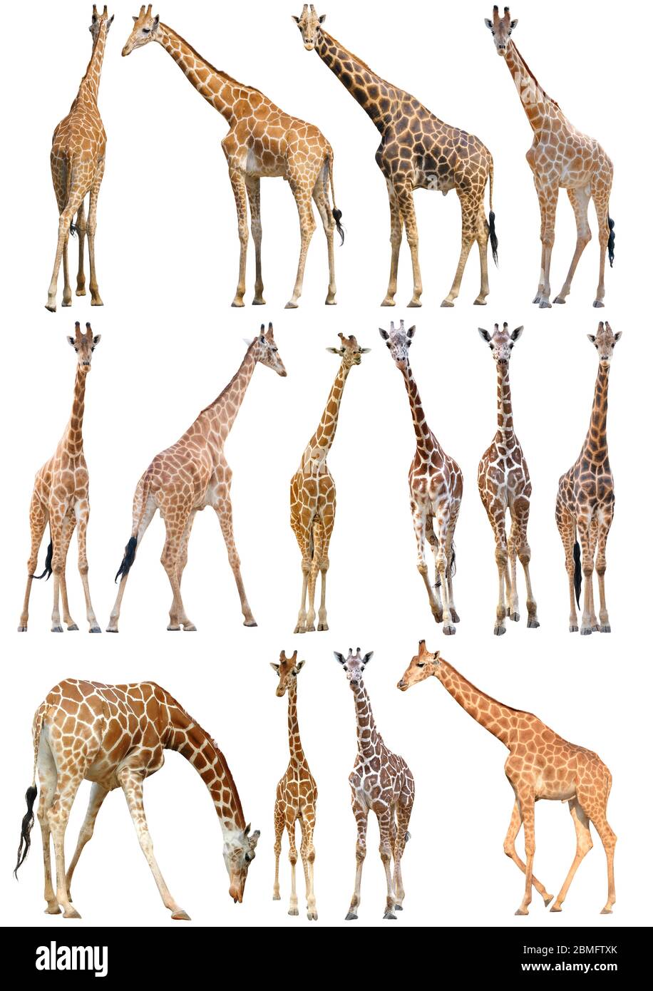 adout and young giraffe isolated on white background Stock Photo