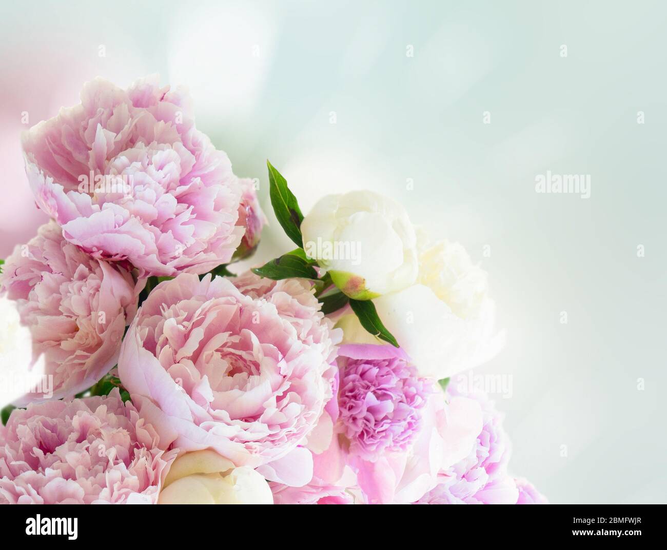 Fresh peony flowers Stock Photo Alamy
