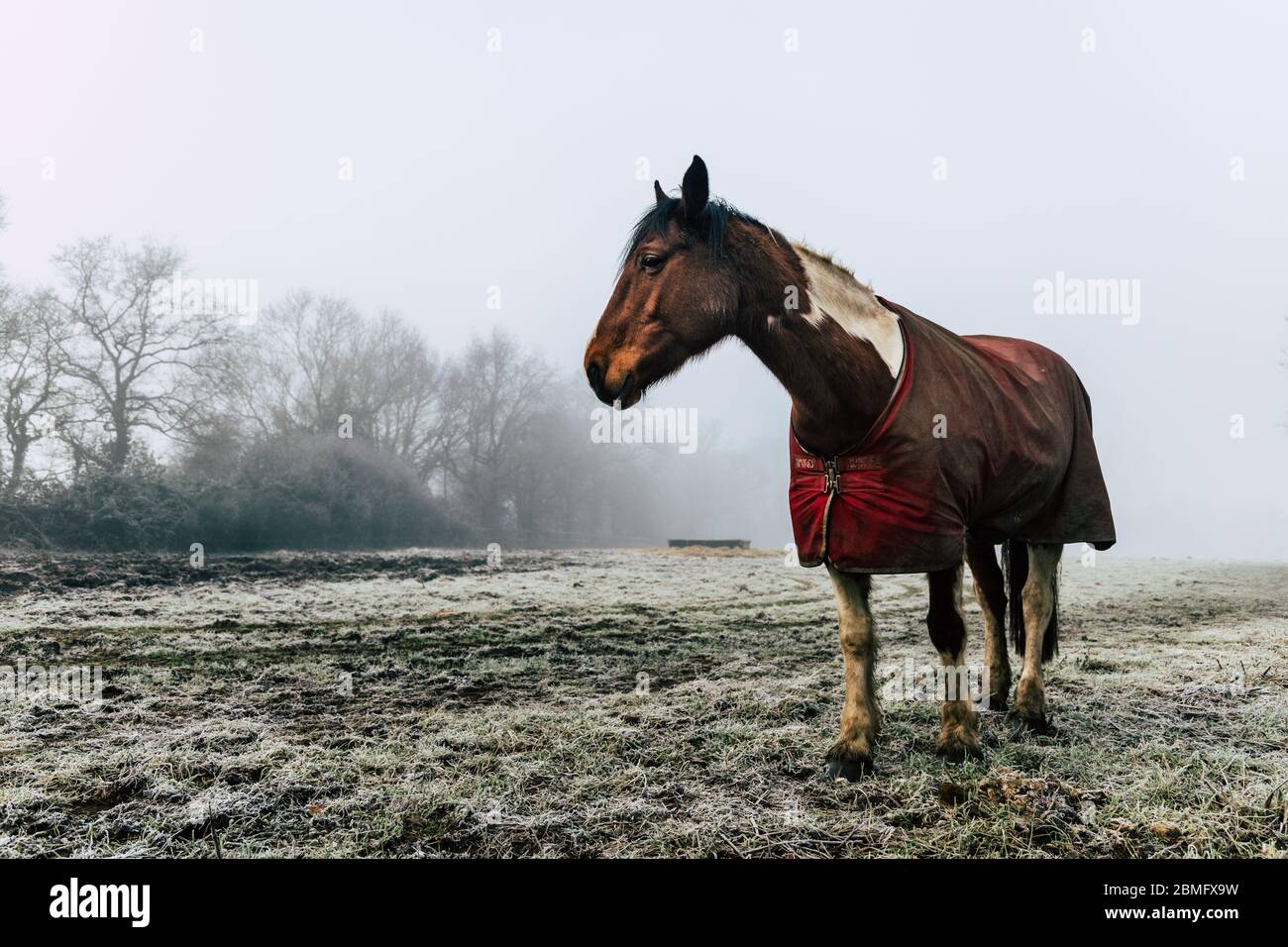 A single horse in a foggy field Stock Photo