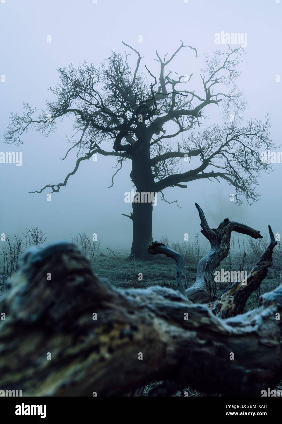 *A single tree stands stall while another lays fallen on the damp ground in a foggy outdoor scene Stock Photo