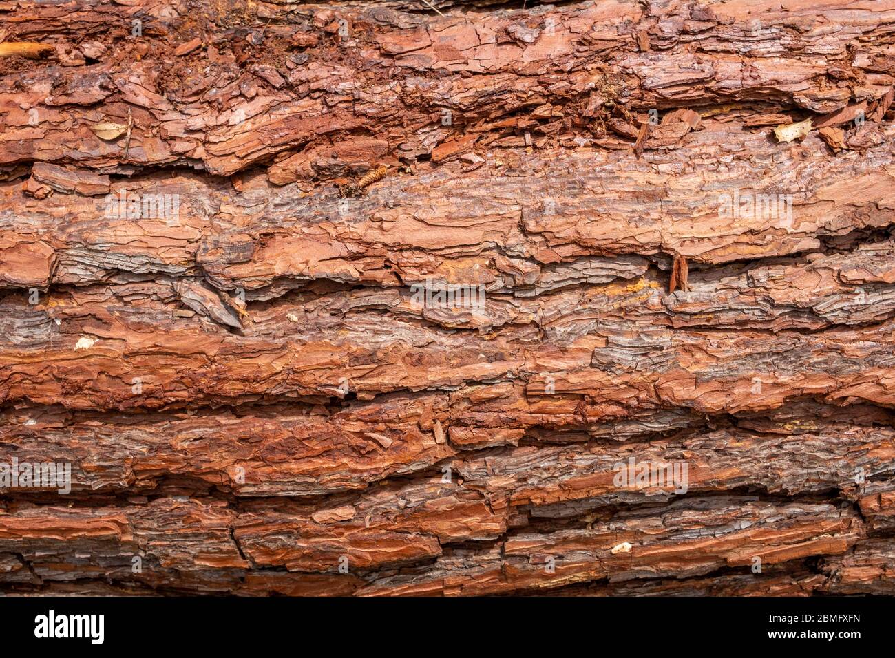Bark detail from pine tree trunk. Stock Photo