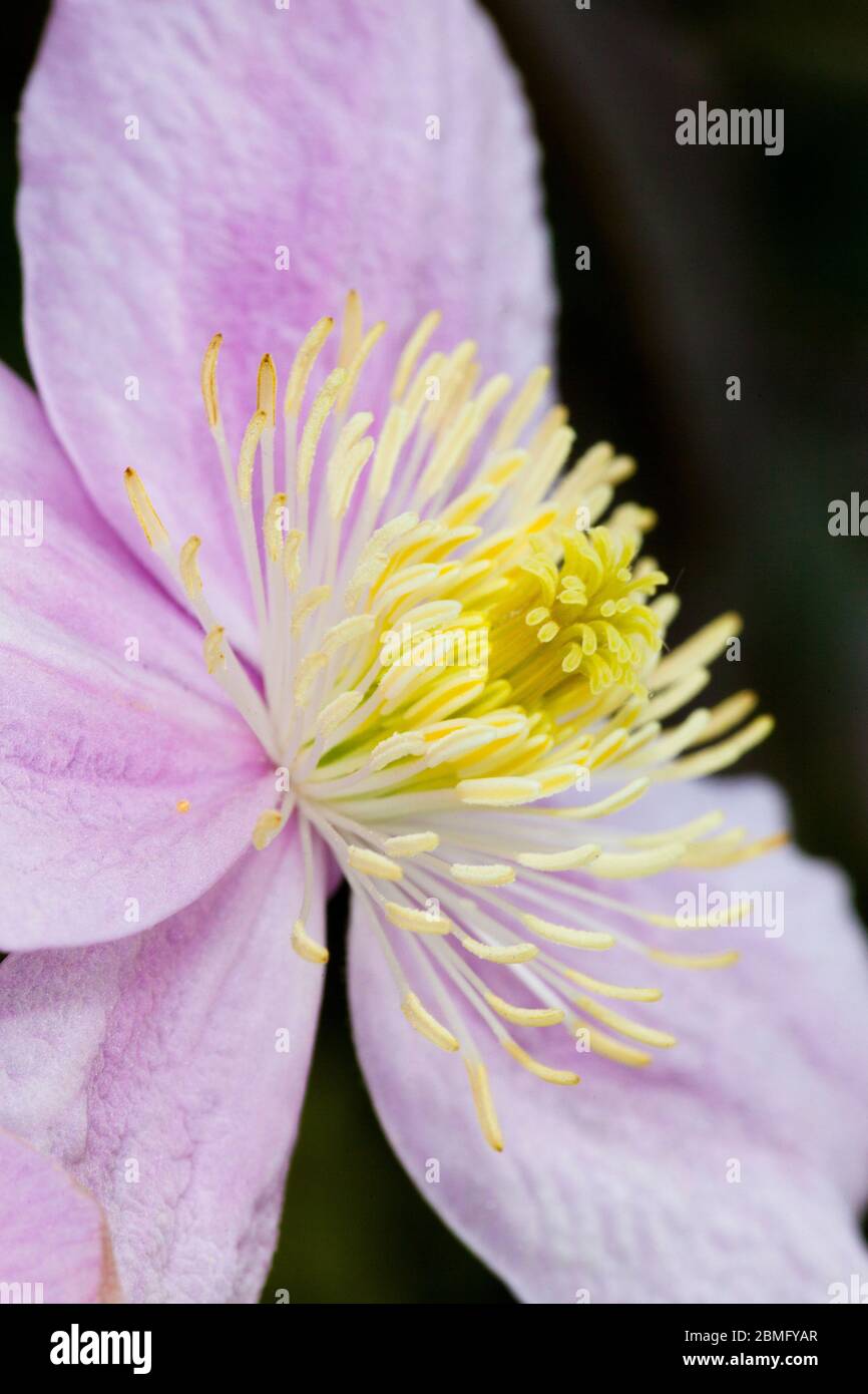 Clematis flower, garden, London, UK, spring. Stock Photo