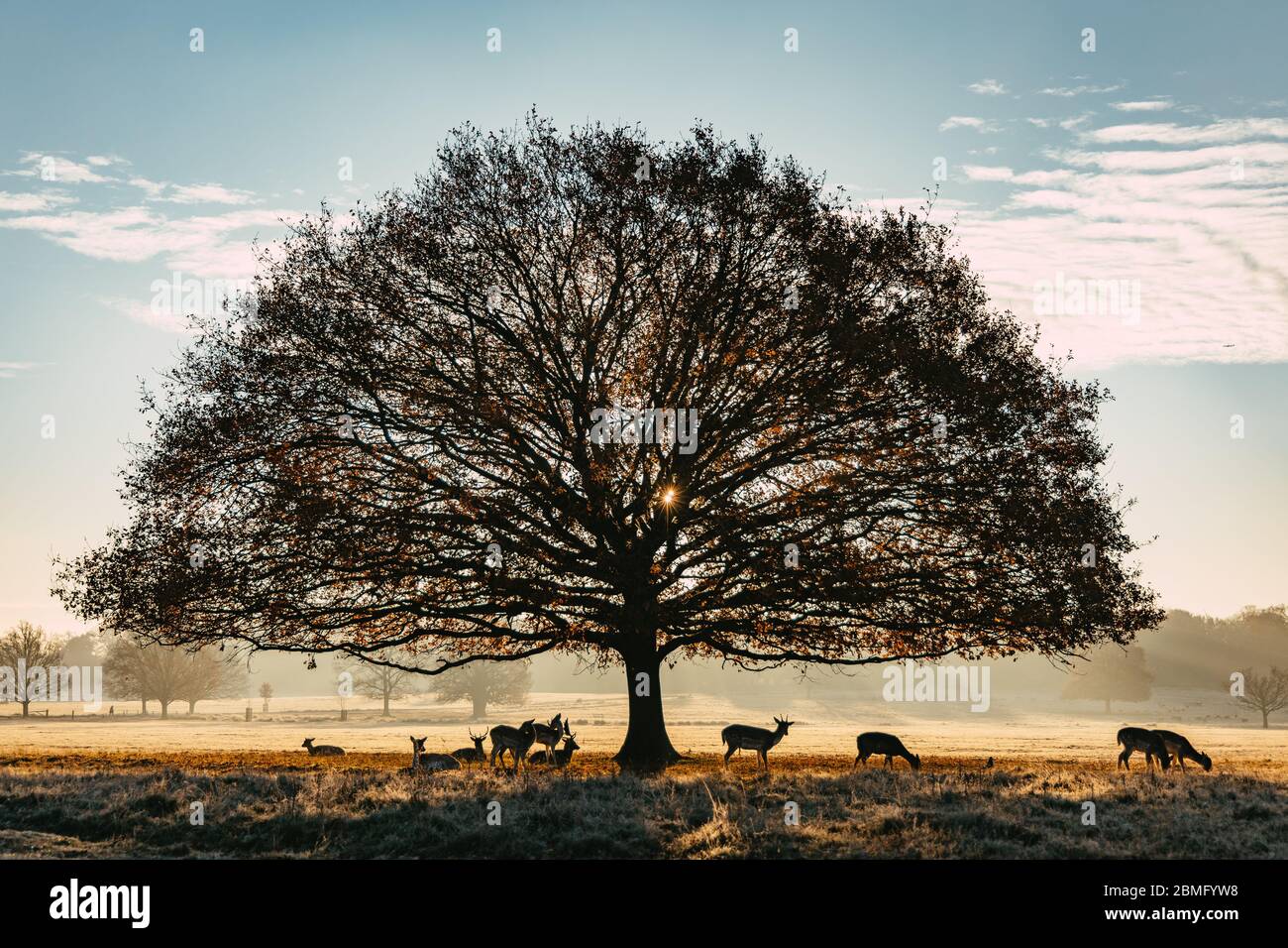 Herd of deer at sunrise by a tree Stock Photo