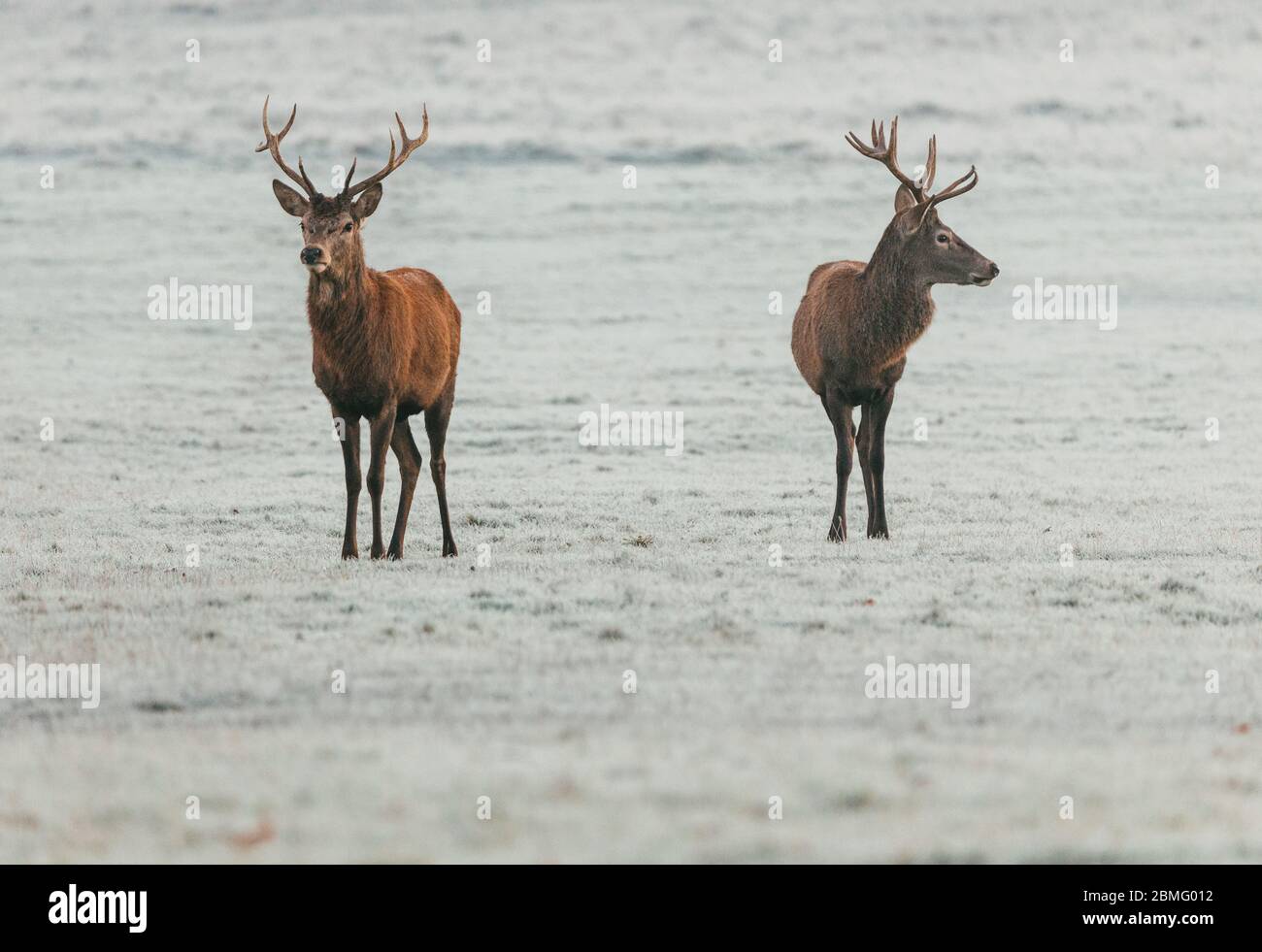 Two stag Stock Photo