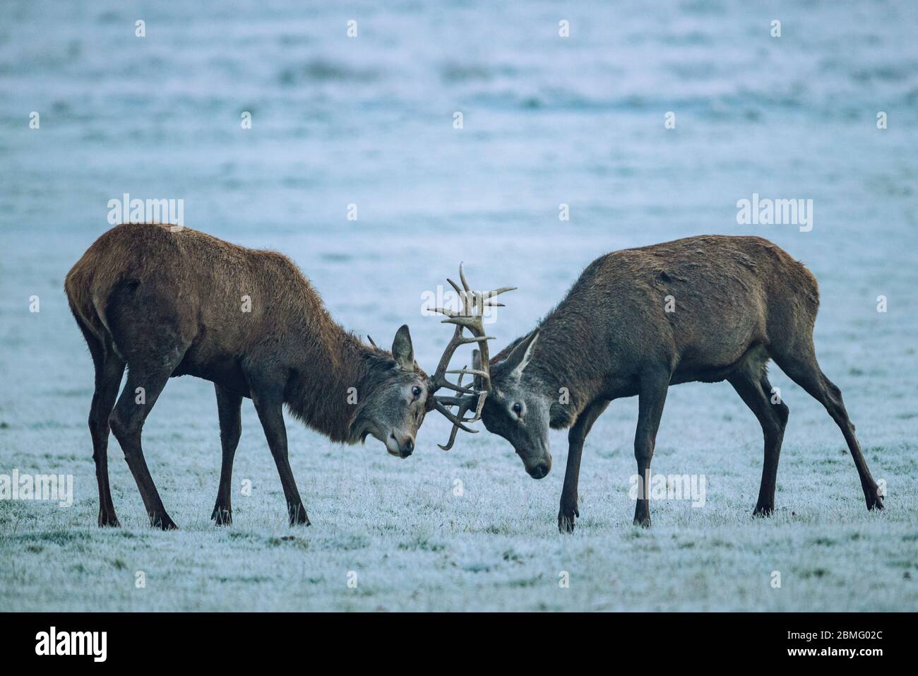 Two stags fighting Stock Photo