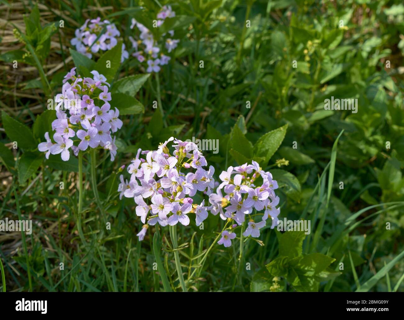 Milkmaid Flower High Resolution Stock Photography And Images Alamy