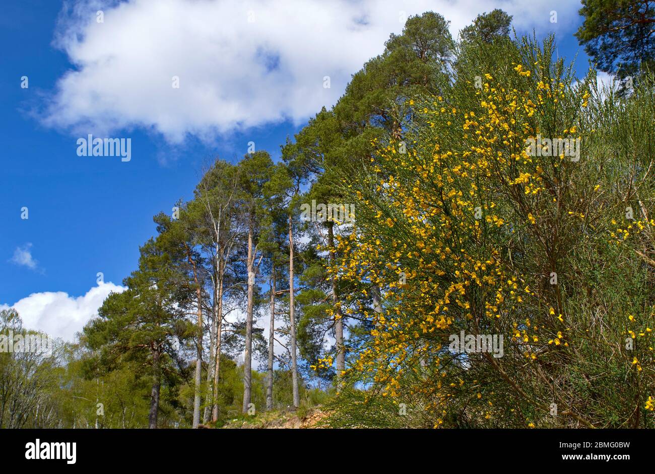 SCOTS PINE TREES Pinus sylvestris AND YELLOW BROOM FLOWERS Cytisus scoparius IN SPRING Stock Photo