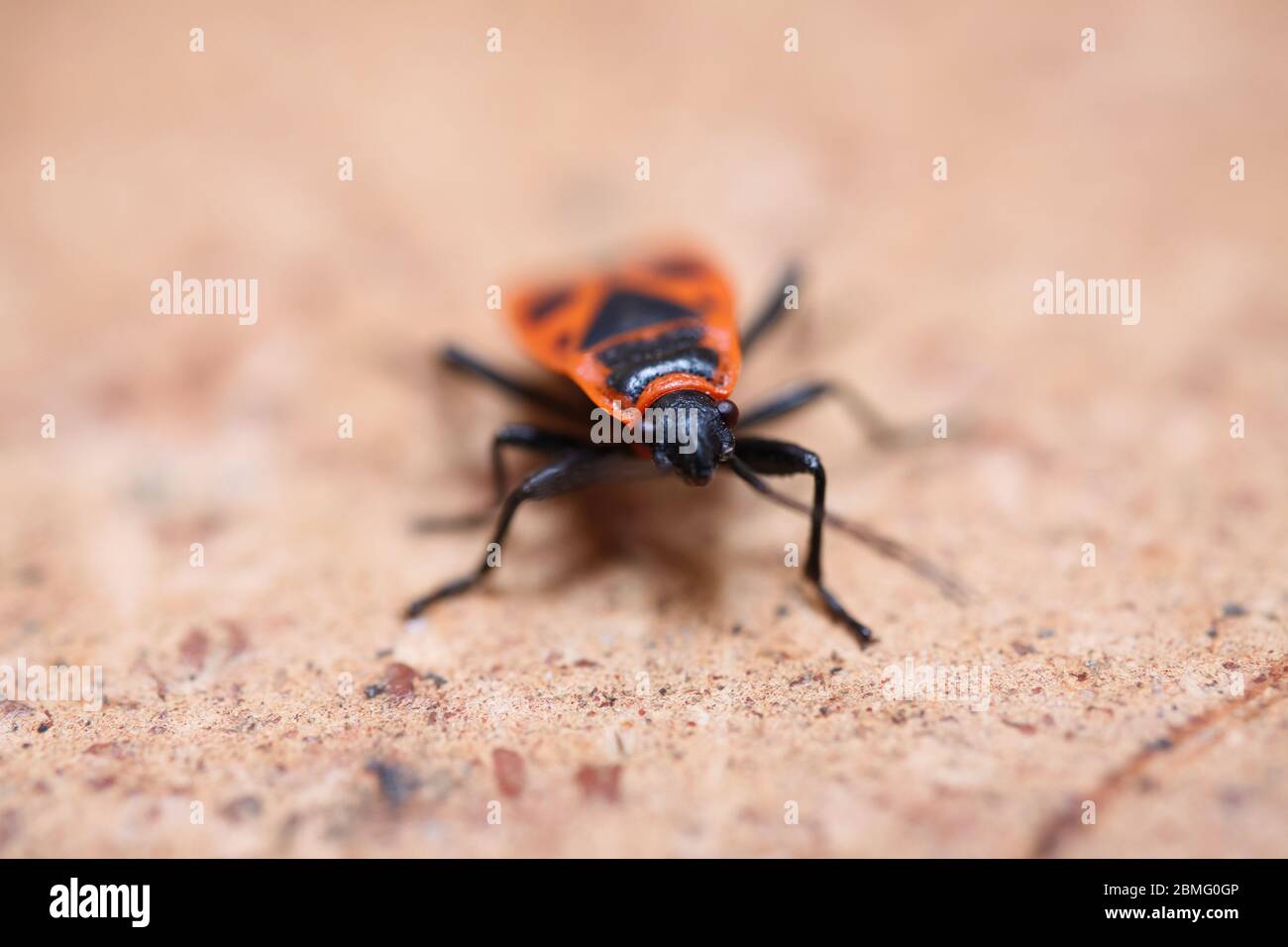 Pyrrhocoris Apterus Wing High Resolution Stock Photography and Images ...