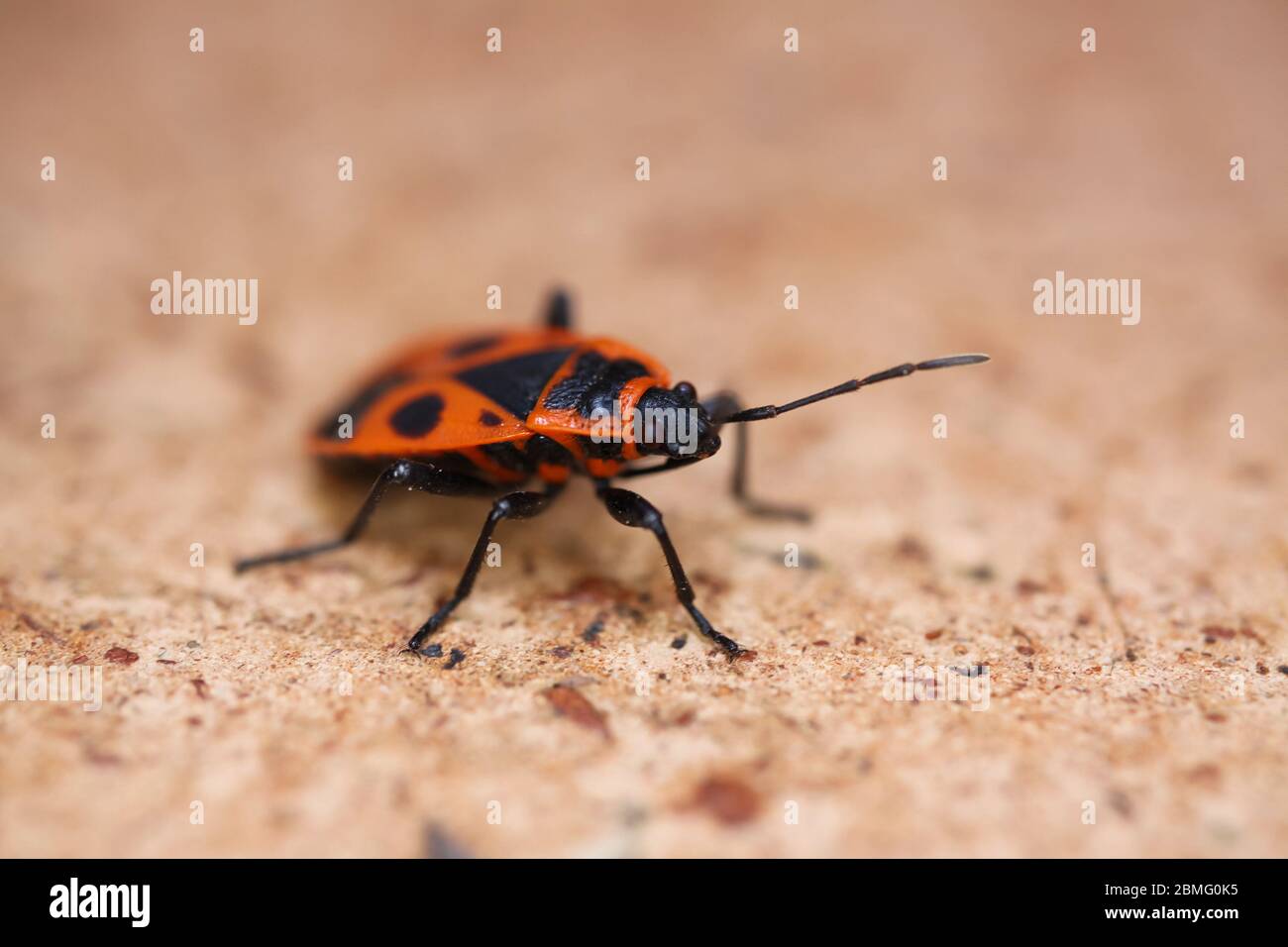 Pyrrhocoris Apterus Wing High Resolution Stock Photography and Images ...
