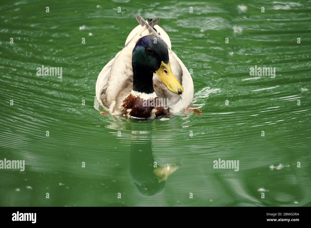 Single male duck on the water floating facing to the left side. Colourful photography, close-up. Reflections of the duck on the water surface. Stock Photo