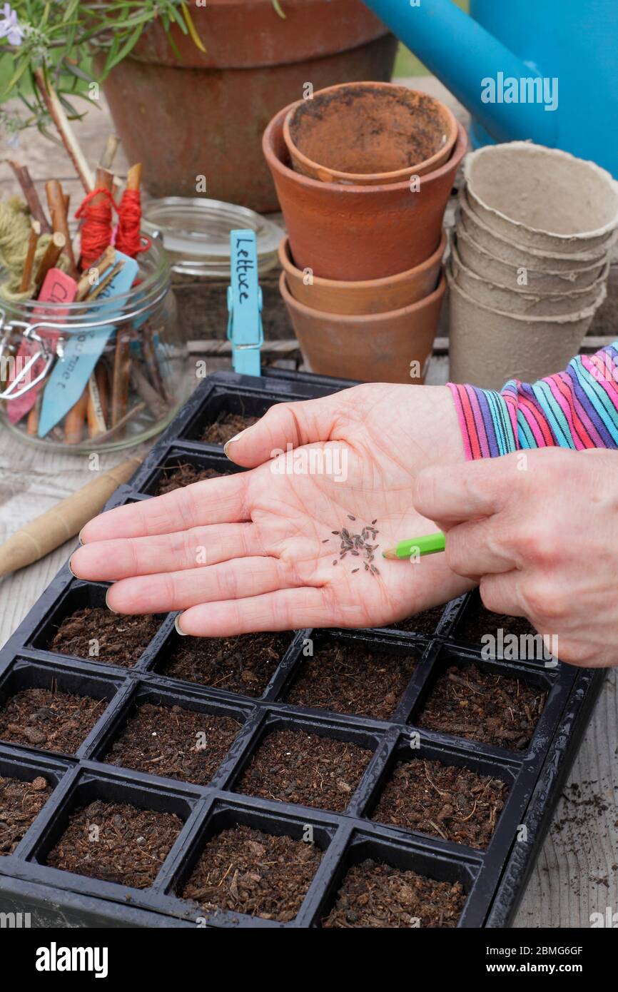 Sowing lettuce seed 'Little Gem' variety in a modular seed tray using a