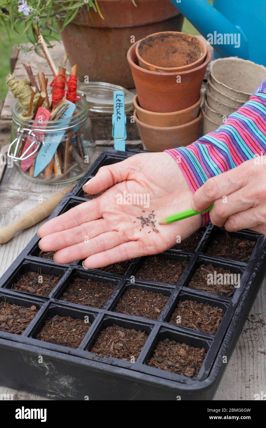 Sowing lettuce seed 'Little Gem' variety in a modular seed tray using a pencil to aid seed