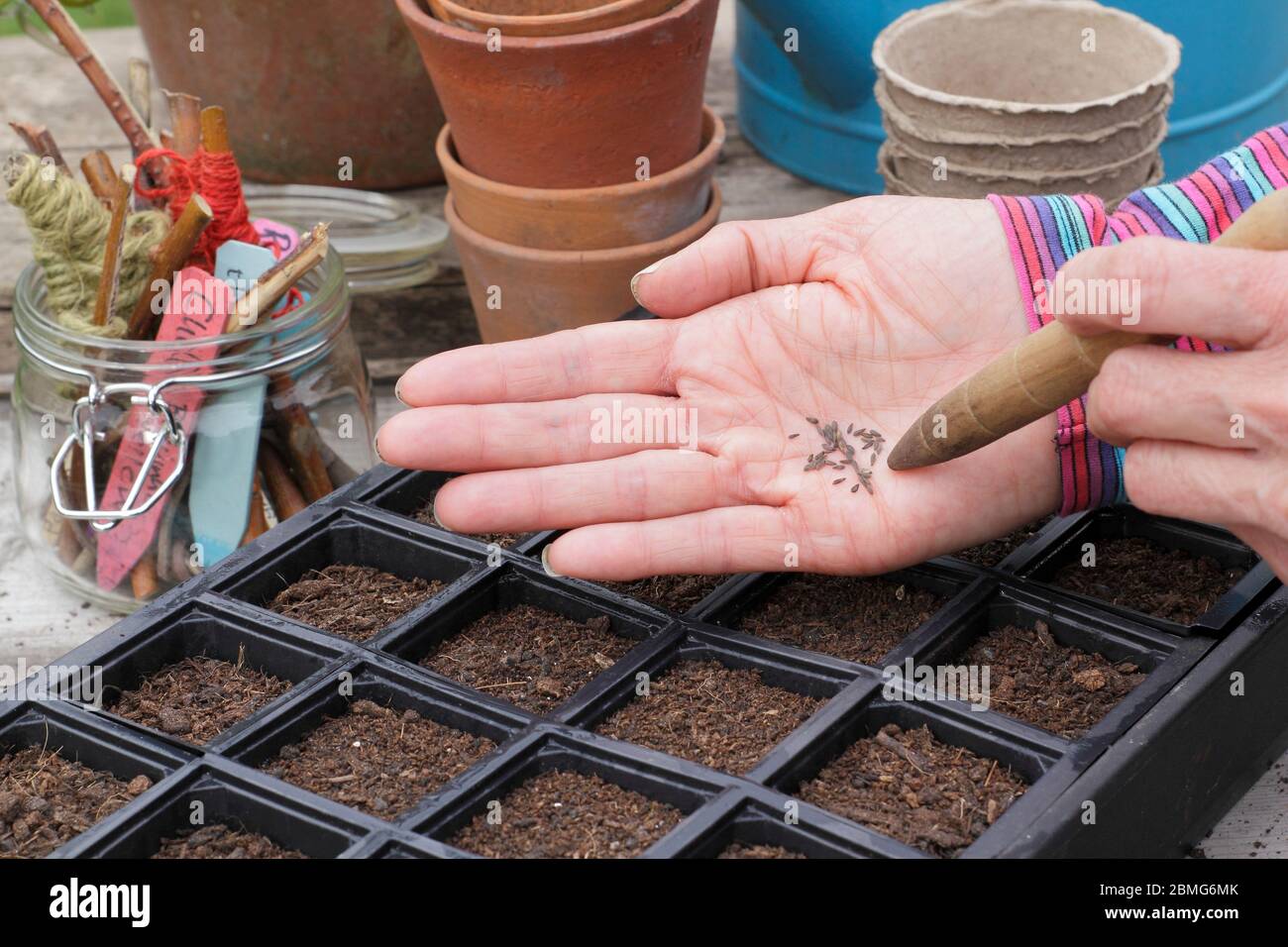 Sowing salad seed in a reused modular seed tray using a gardening dibber to aid seed spacing. UK Stock Photo