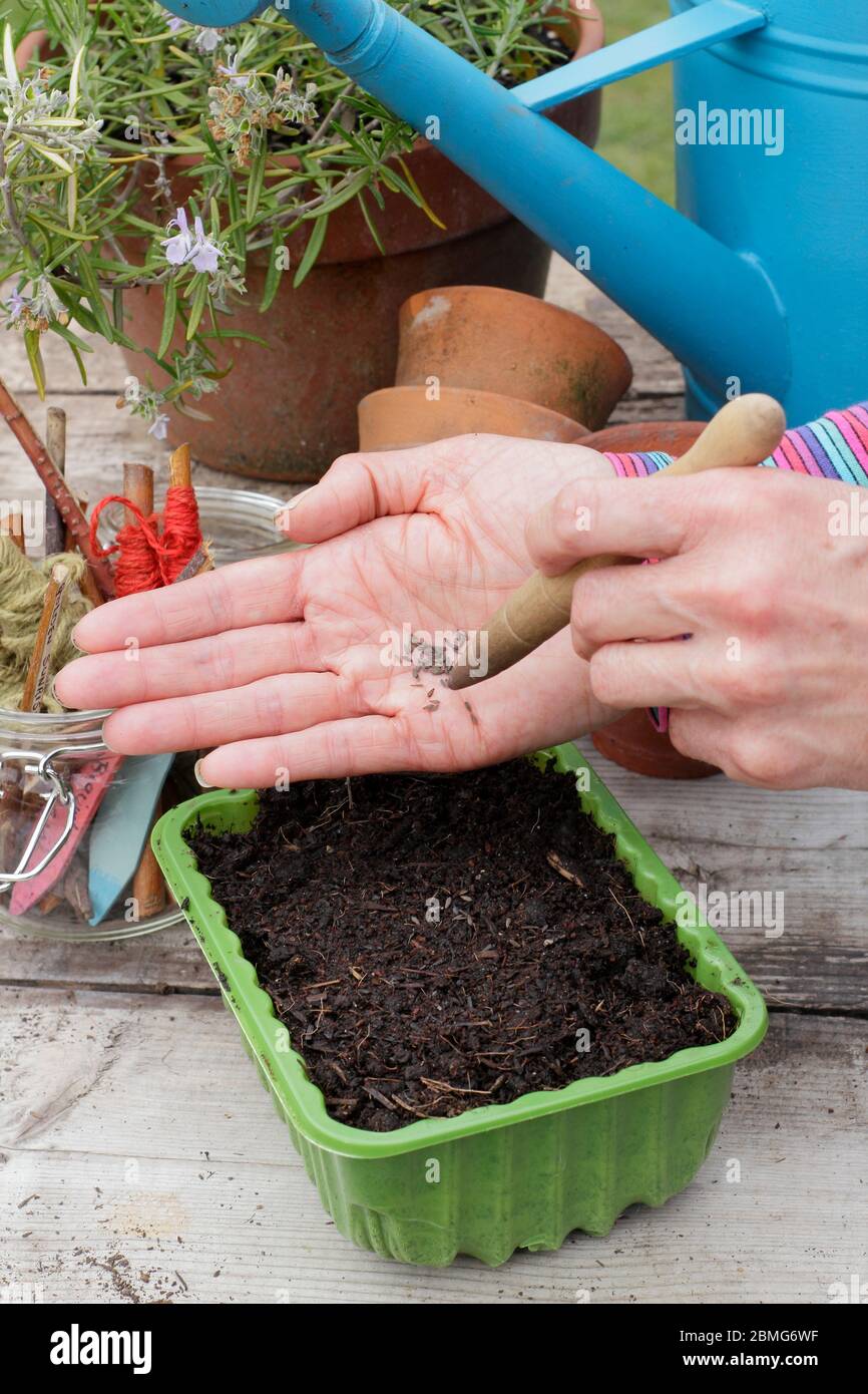 Sowing salad seeds in an upcycled plastic food tray using a gardening dibber to aid seed spacing. UK Stock Photo