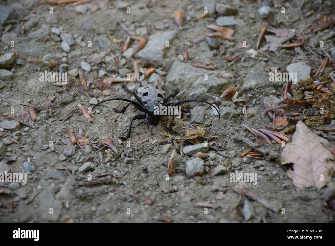 Threatened specie Longhorn Beetles, Cerambycidae Stock Photo