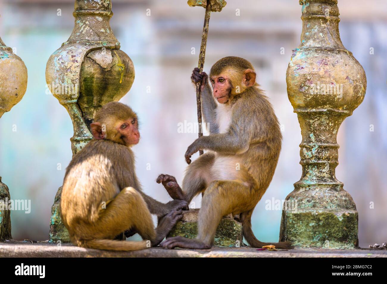 Macaque monkeys enjoy their time at Taung Kalat on Mt. Popa, Myanmar. Stock Photo