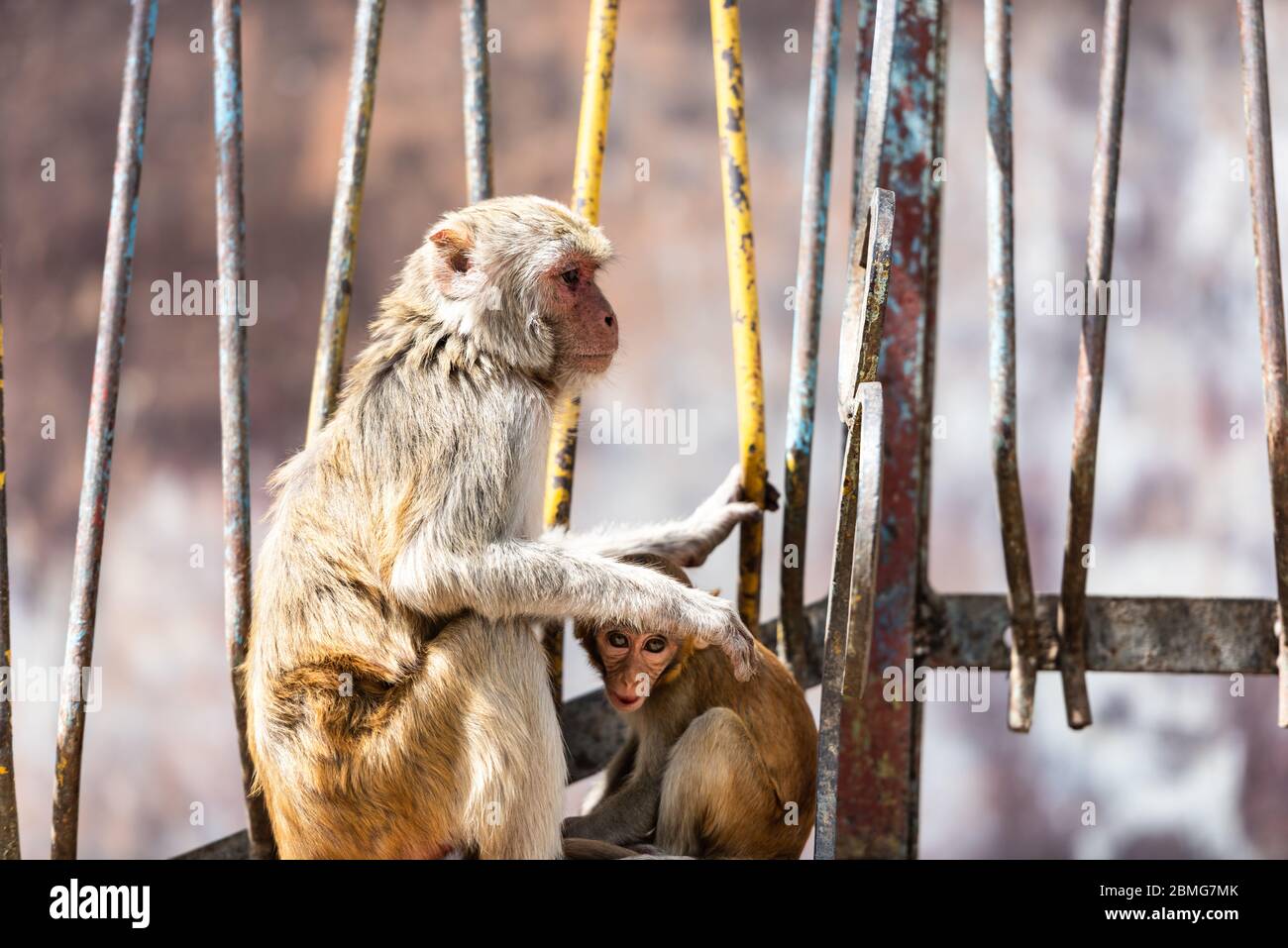 Macaque monkey protects her infant at Taung Kalat on Mt. Popa, Myanmar. Stock Photo