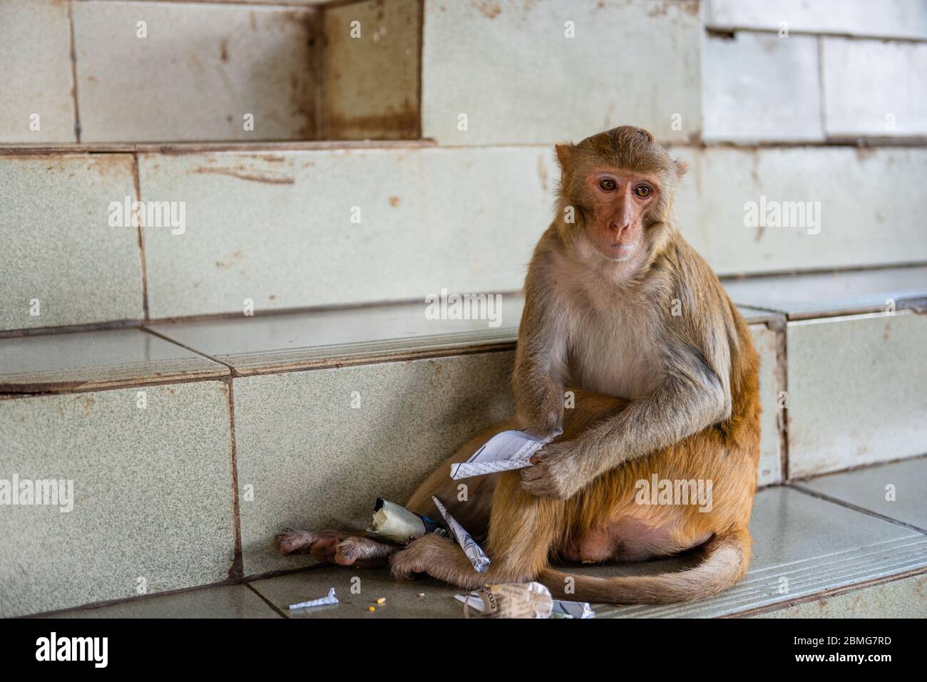 Macaque monkey unrolls a prayer scroll at Taung Kalat on Mt. Popa, Myanmar. Stock Photo
