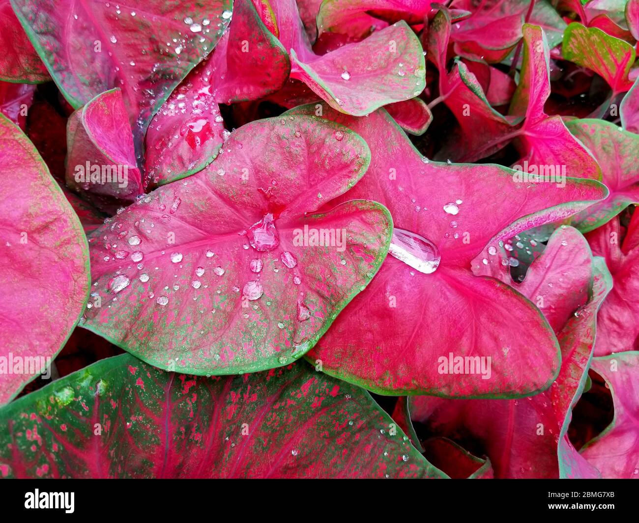Red and green caladium plants with raindrops Stock Photo