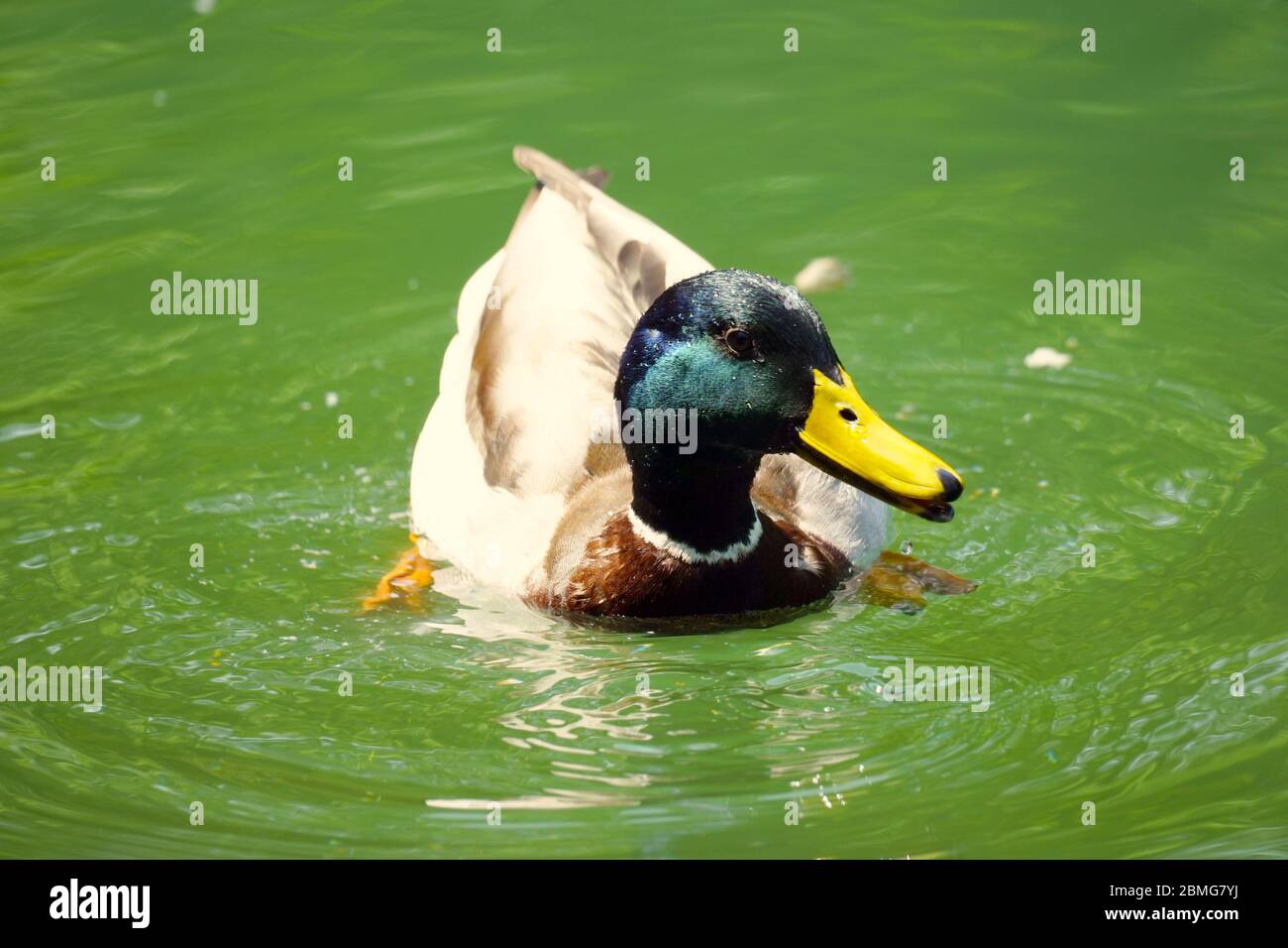 Single male duck on the water floating facing to the left side. Colourful photography, close-up. Reflections of the duck on the water surface. Stock Photo