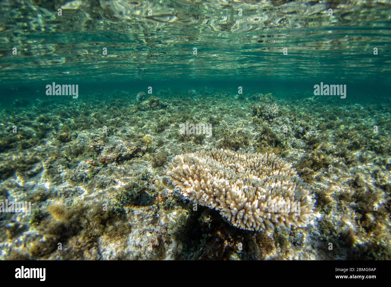 Coral reef formation in the blue water of the Red Sea Stock Photo