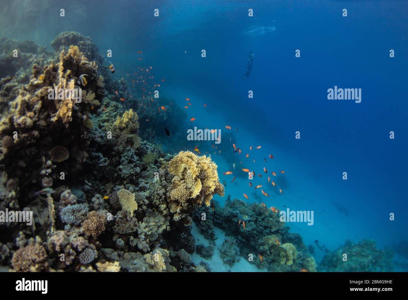 Coral reef formation in the blue water of the Red Sea Stock Photo - Alamy