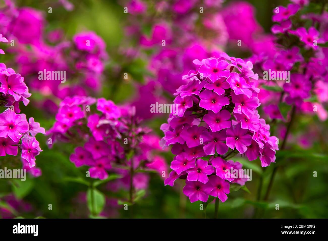 A field of beautiful pink Phlox flowers. Close up flower background. Stock Photo
