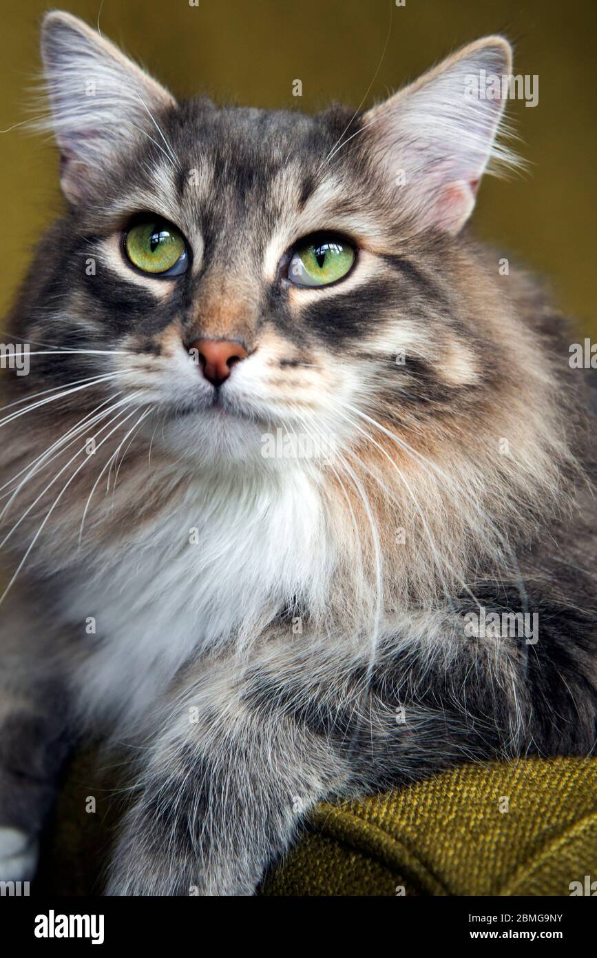 grey tabby siberian cat