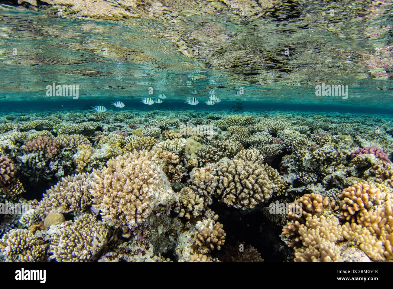 Tropical coral with little fish swimming reflecting on the surface in the Red Sea Stock Photo