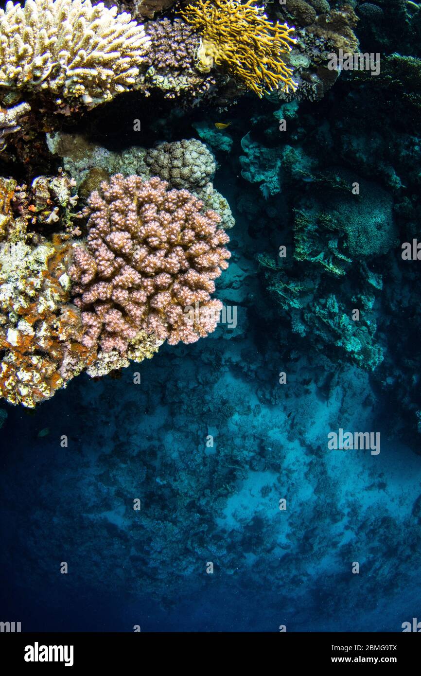 Tropical coral with blue water background in the Red Sea Stock Photo
