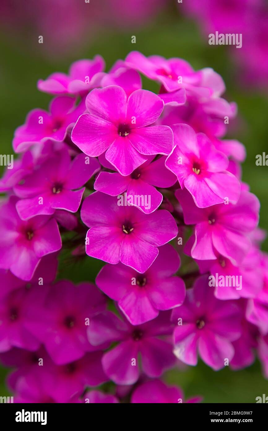 A field of beautiful pink Phlox flowers. Close up flower background. Stock Photo