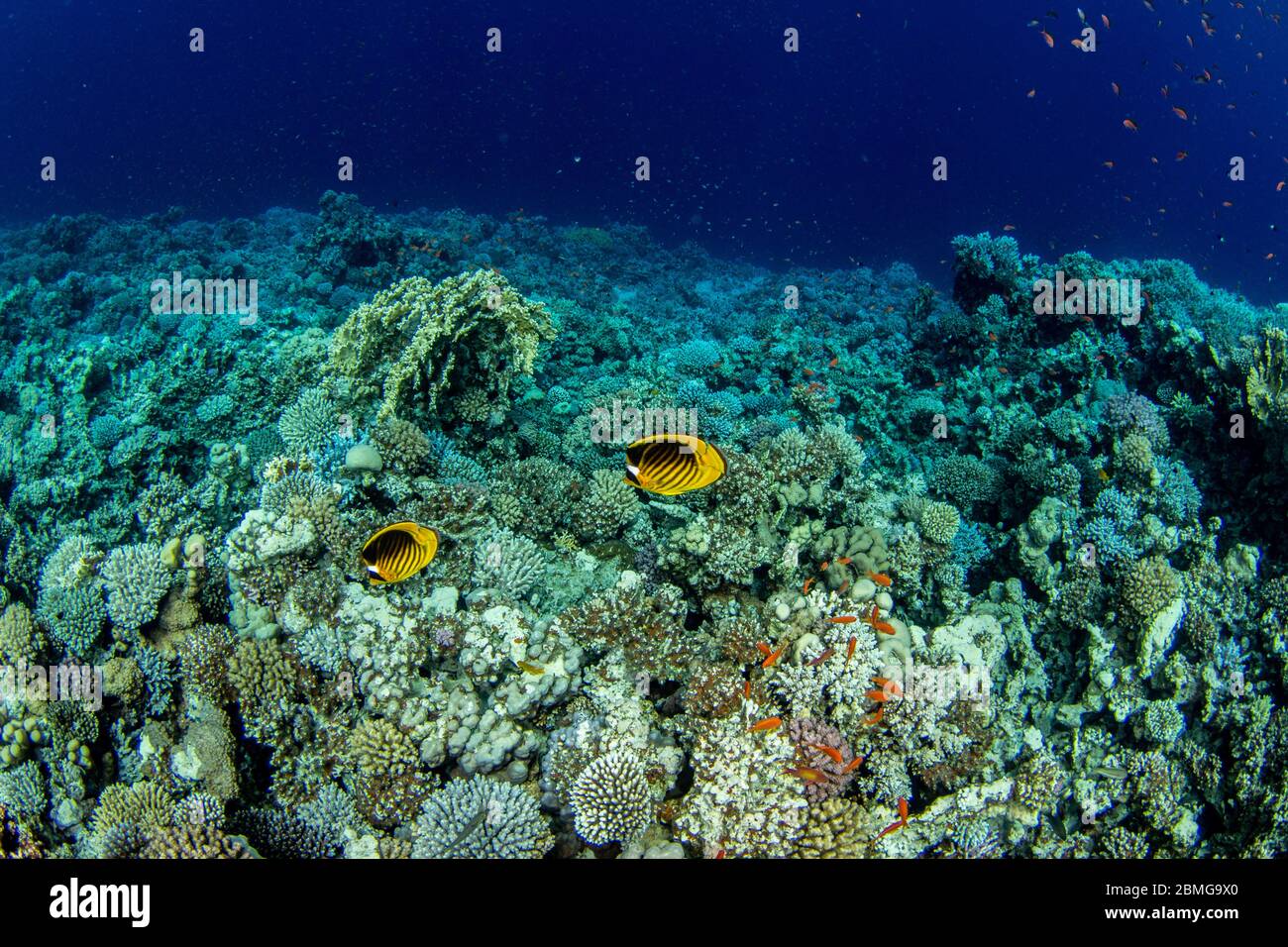 Boulder Brain Coral High Resolution Stock Photography and Images - Alamy