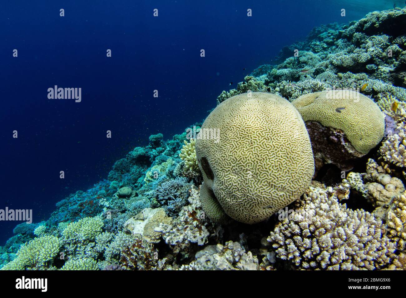 Boulder brain coral in the shallow water with coral reef and blue water in the background. Blue Hole, Dahab, Red Sea Stock Photo